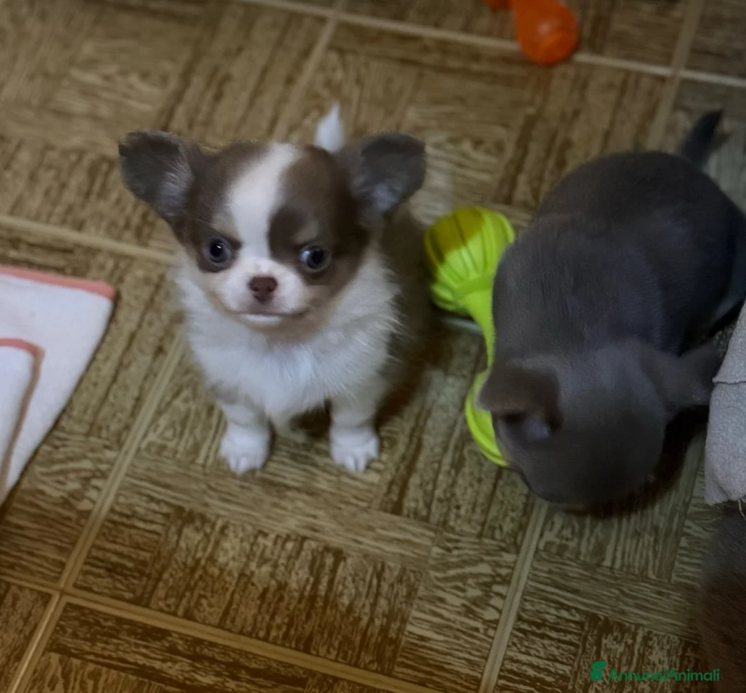 Chihuahua cani in vendita: Chihuahua mini  - Annuncio 1