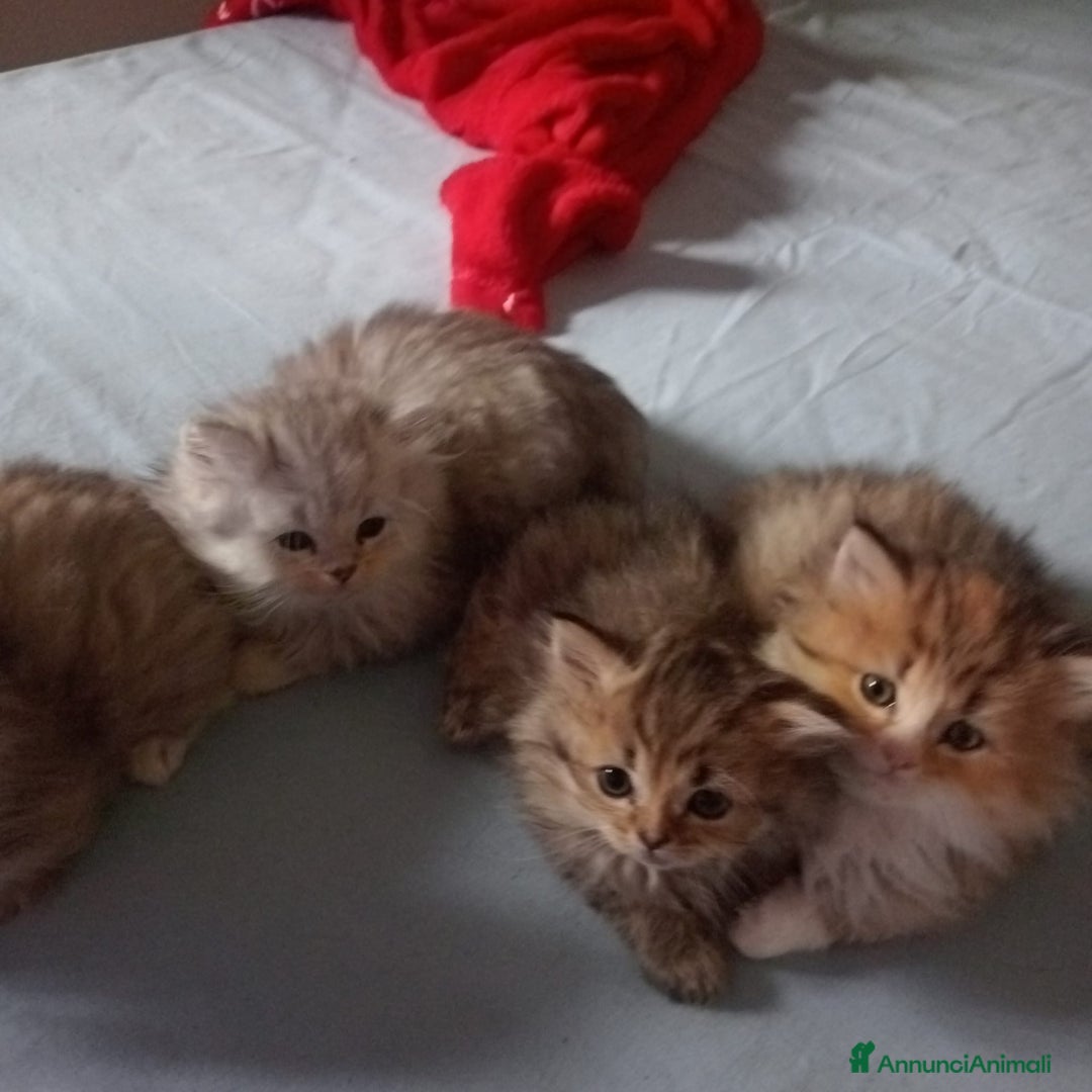 Persiano gatti in vendita: Gattini persiani normotipo  - Annuncio 13