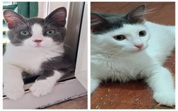 Europeo gatti in regalo: Pandino e Frangetta - Immagine 1