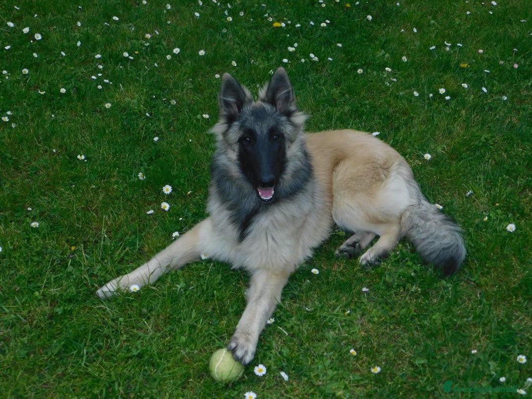 Immagine della galleria {{count}}