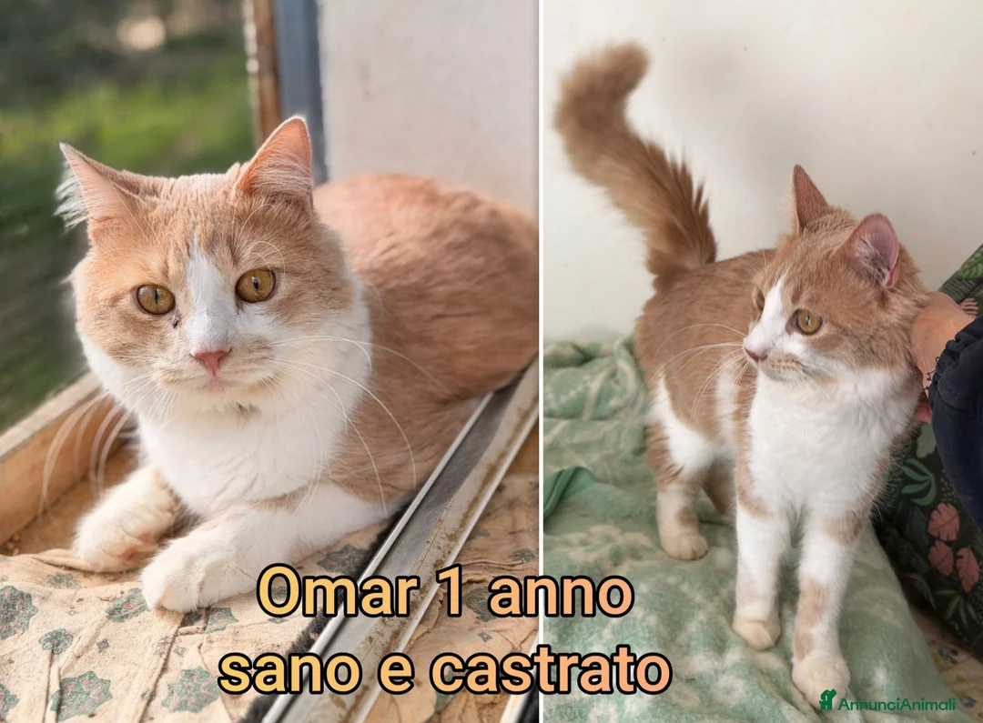 Europeo gatti in regalo: GATTINI BISOGNOSI: URGENTI ADOZIONI  a Città Metropolitana di Bologna - Annuncio 2