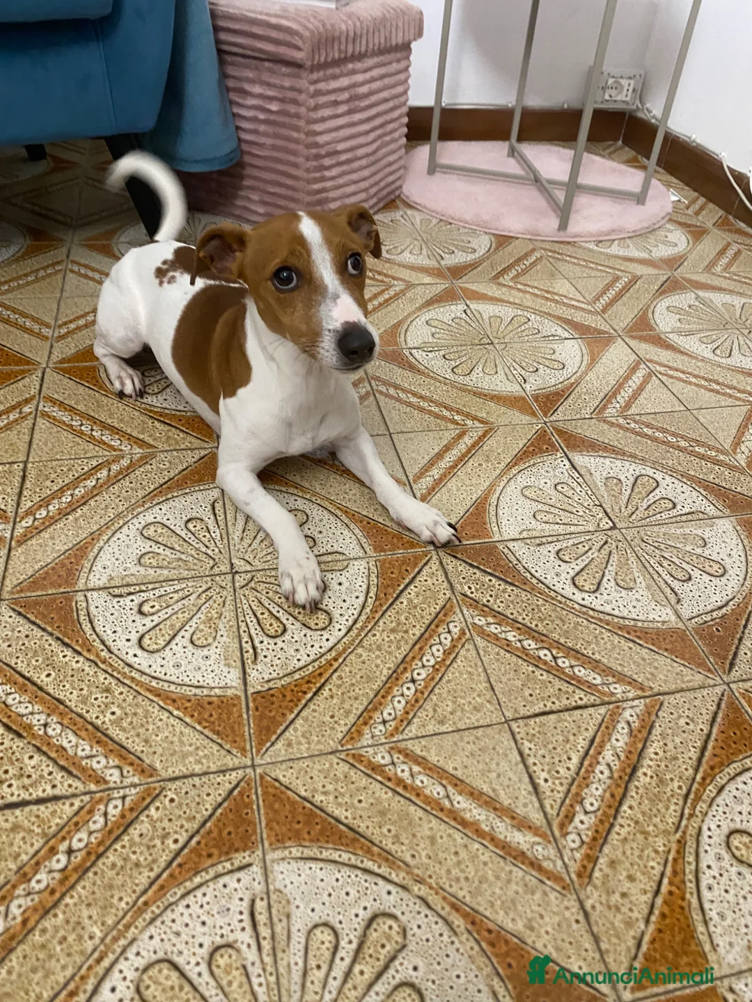 Jack Russell cani in regalo: Regalo jack Russel  a Città metropolitana di Palermo - Annuncio 2