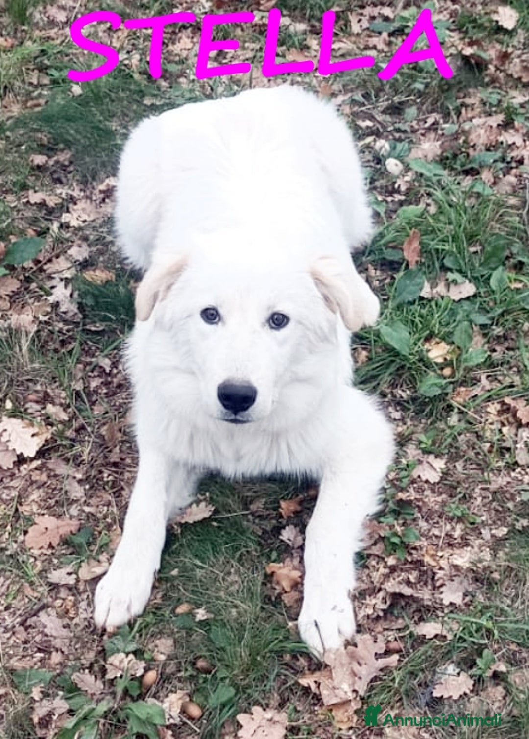 Meticcio cani in regalo: URGENTE! NINA E STELLA CUCCIOLONE 1 ANNO CERCANO C a Città metropolitana di Milano - Annuncio 2