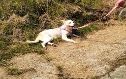 Meticcio cani in regalo: ALICE  a Città Metropolitana di Torino - Immagine 26