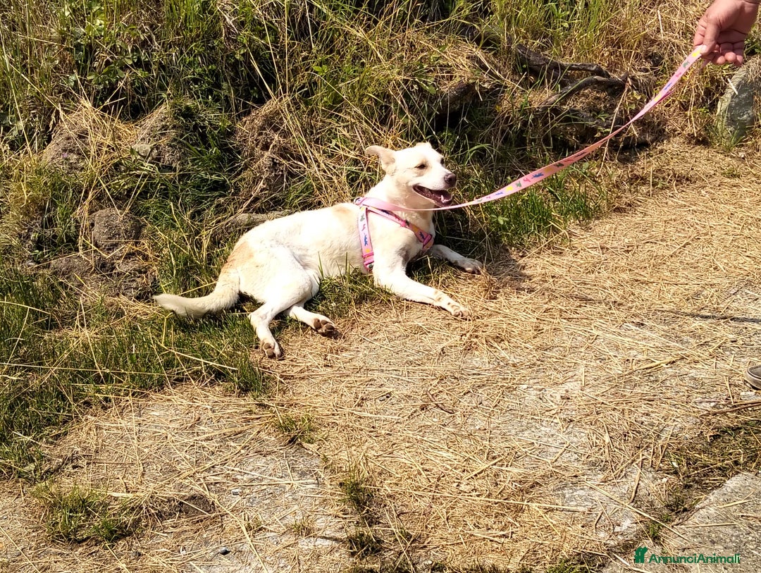 Meticcio cani in regalo: ALICE  a Città Metropolitana di Torino - Immagine 26