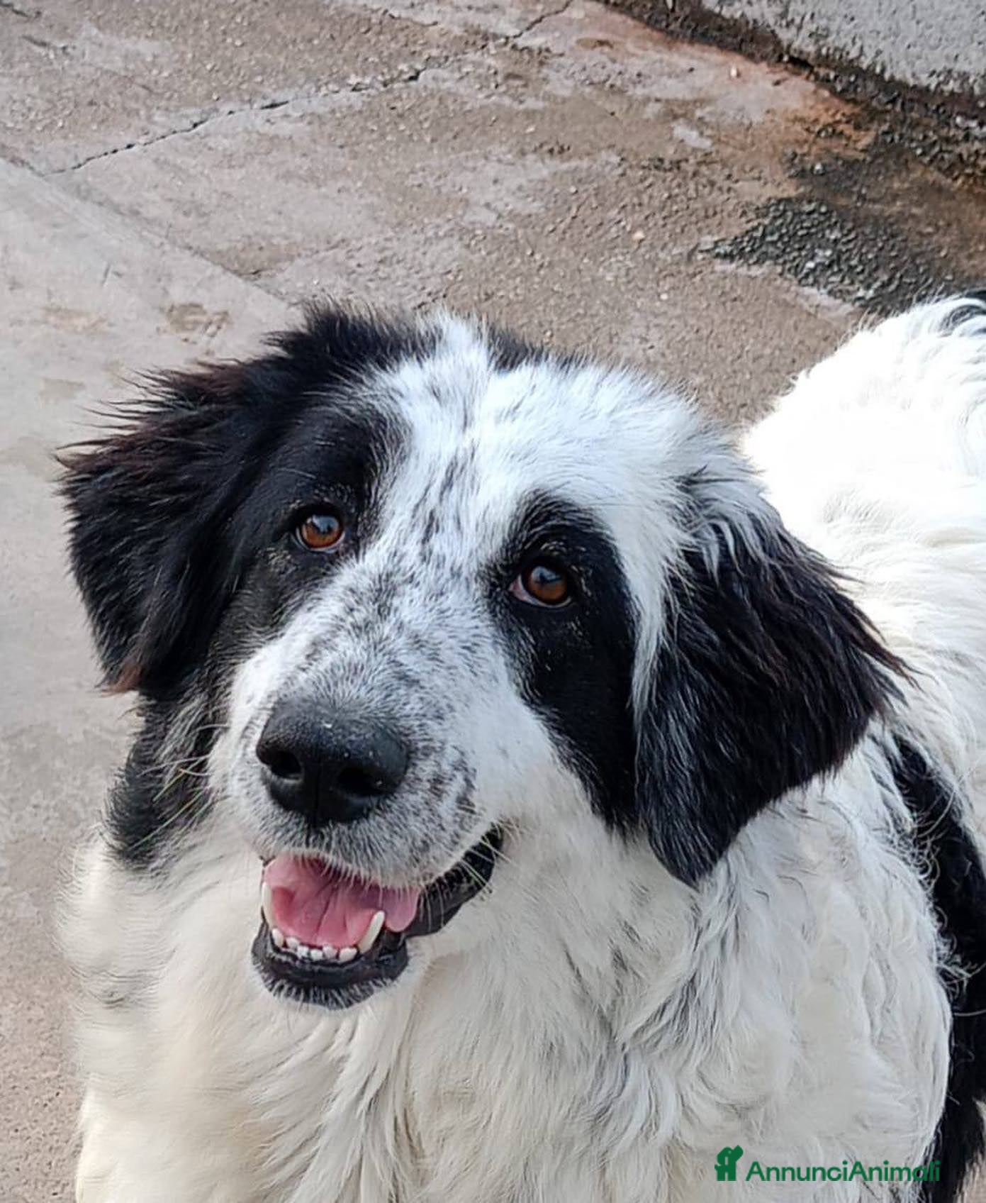 Meticcio cani CAROLINA dolce cagnolona 2 anni cerca casa a Provincia di Latina - Annuncio 11