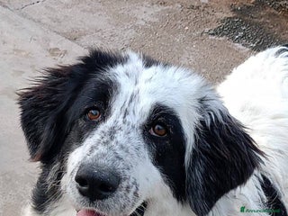 Meticcio cani CAROLINA dolce cagnolona 2 anni cerca casa a Provincia di Latina - Annuncio 15