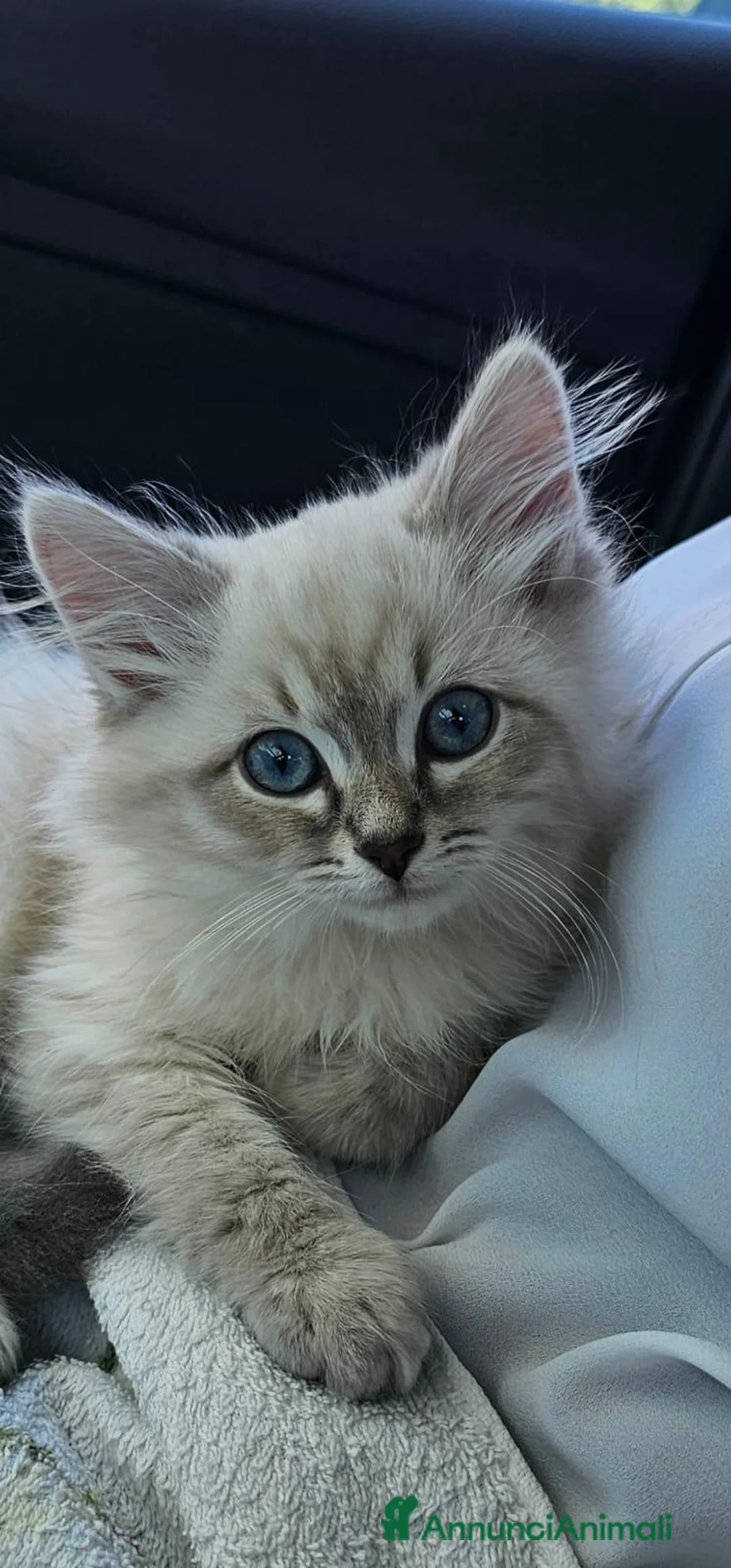 Siberiano gatti in vendita: Siberiani Neva con pedigree anche libero  - Annuncio 2