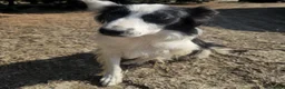 Meticcio cani in regalo: amelie - Annuncio 2