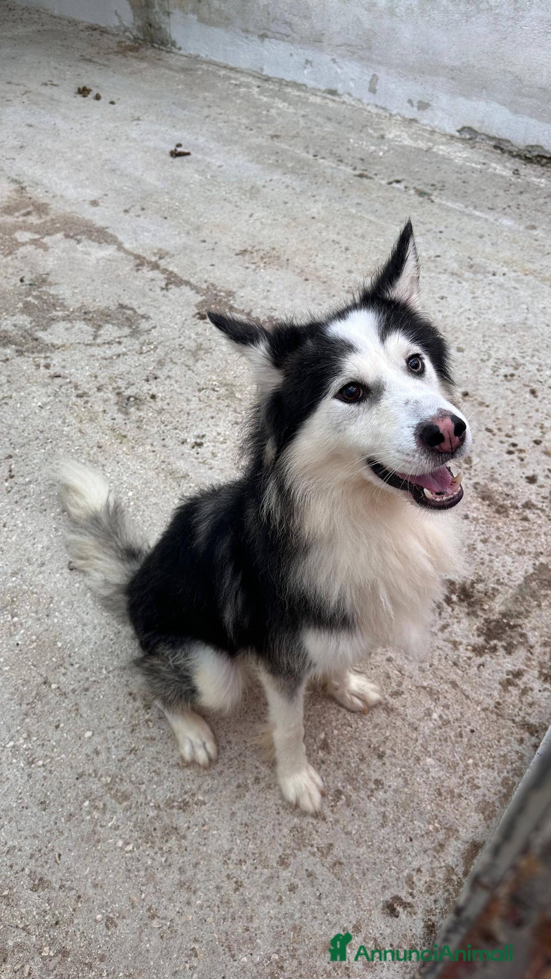 Husky cani in regalo: Una nuova vita per Wolf, husky bellissimo - Annuncio 6