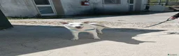 Meticcio cani in regalo: Erik in adozione - Annuncio 4