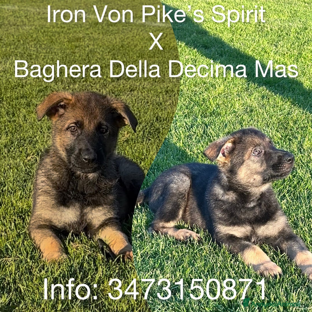 Pastore Tedesco cani in vendita: Cuccioli di pastore tedesco linea da lavoro  - Annuncio 1