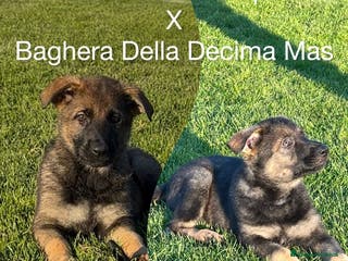 Pastore Tedesco cani Cuccioli di pastore tedesco linea da lavoro - Annuncio 36