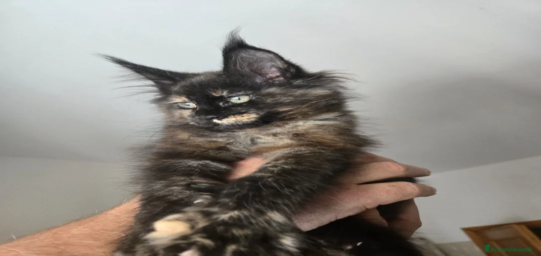 Immagine della galleria {{count}}