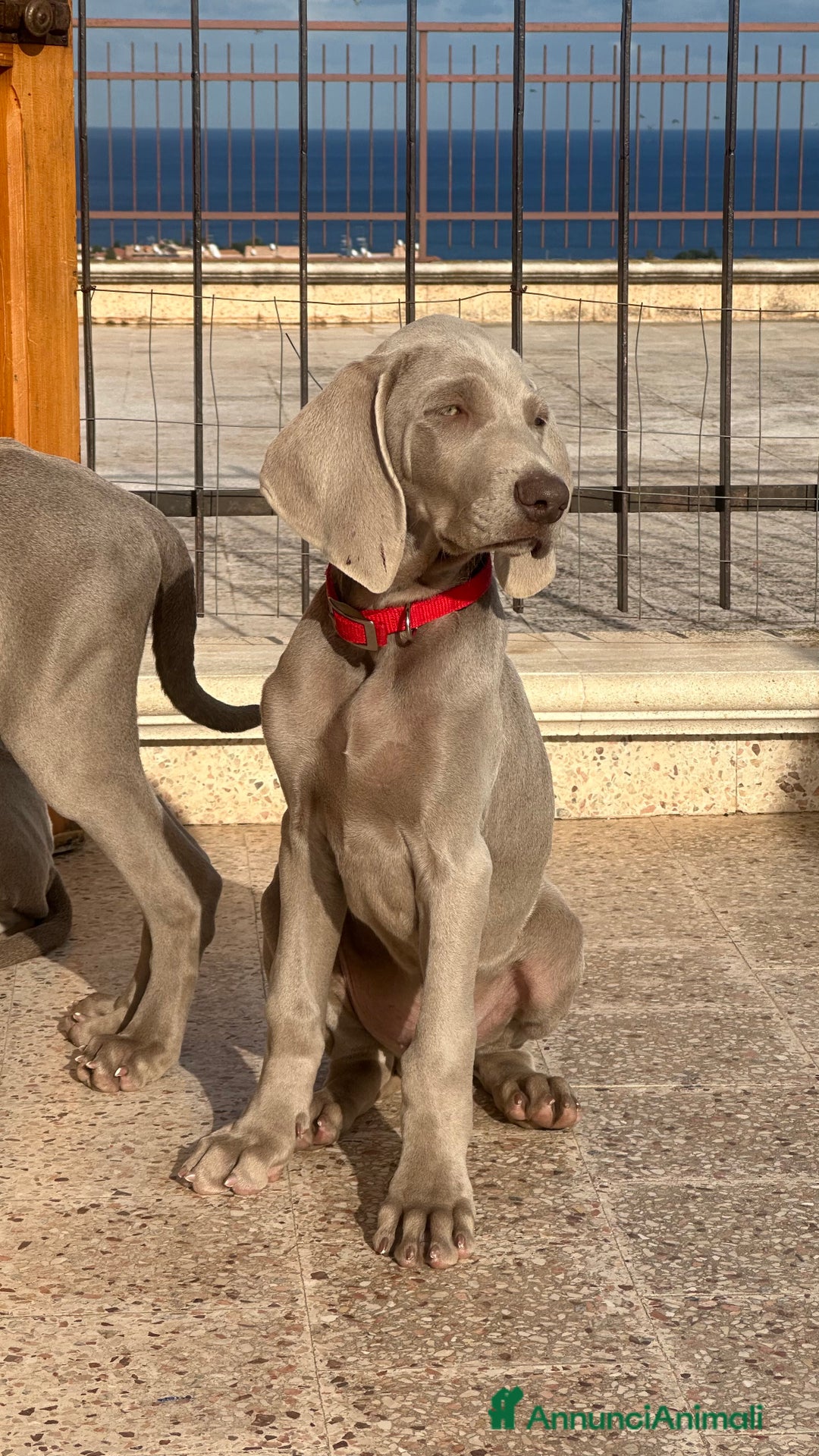 Weimaraner cani in vendita: Cuccioli di Weimaraner  - Annuncio 2