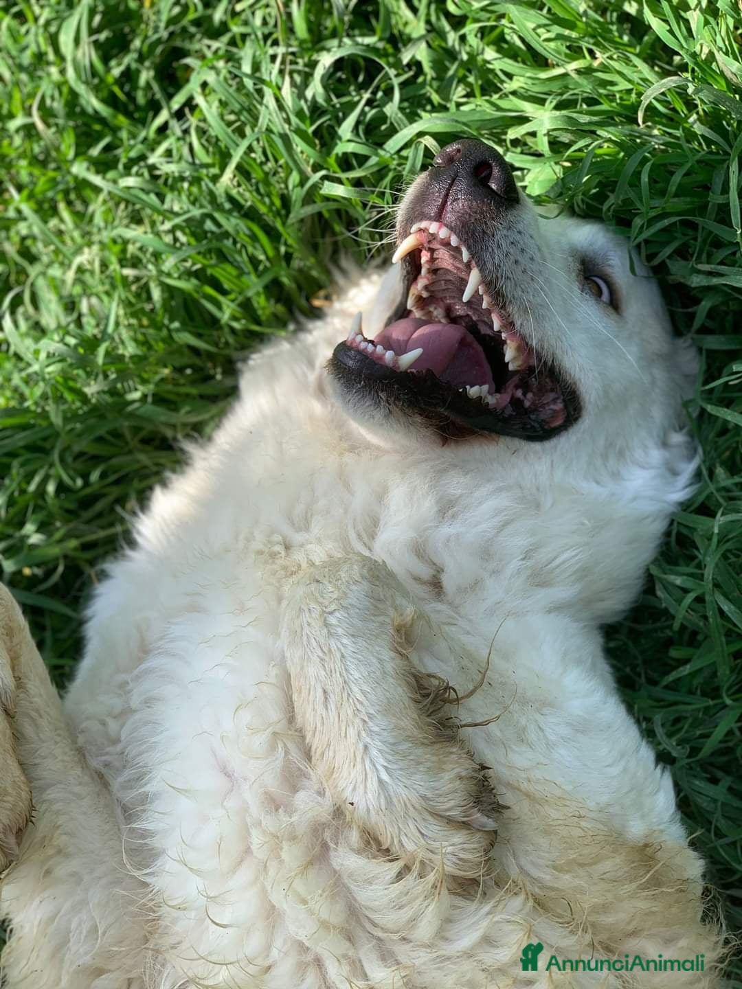 Pastore Maremmano cani in regalo: NICKY il gigante più buono!! a Città Metropolitana di Firenze - Immagine 6