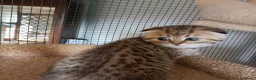 Scottish gatti in vendita: 3 splendidi scottish  - Annuncio 8