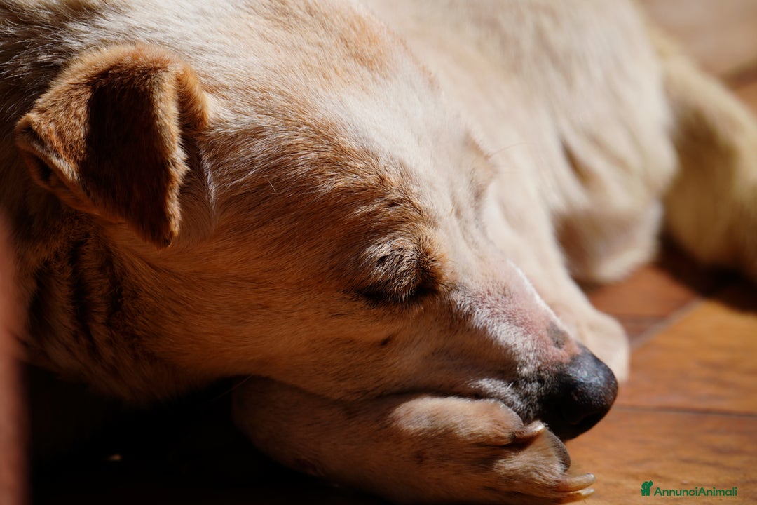 Meticcio cani in regalo: Panna, adozione del ❤️ - Annuncio 3