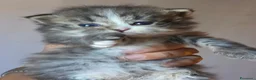 Siberiano gatti in vendita: Cuccioli di gatto siberiano - Annuncio 4