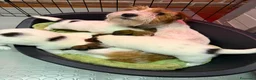 Jack Russell cani in vendita: Cuccioli Jack Russell pelo ruvido - Annuncio 2