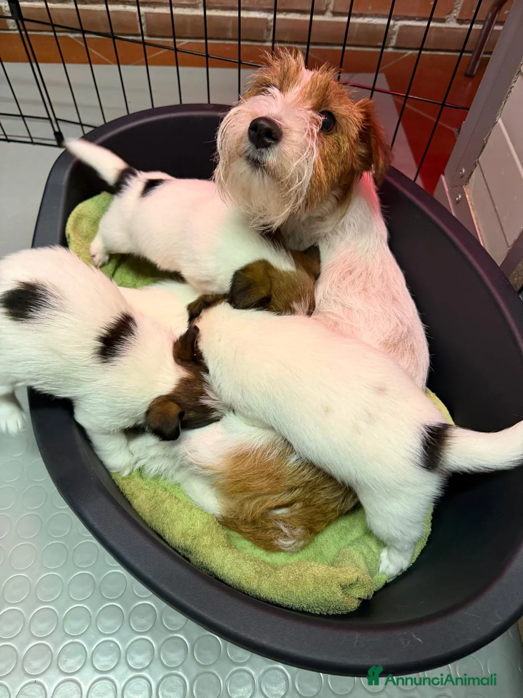 Jack Russell cani in vendita: Cuccioli Jack Russell pelo ruvido - Annuncio 2