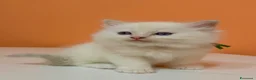 Ragdoll gatti in vendita: Cuccioli di ragdoll - Annuncio 10