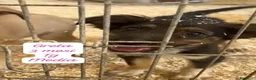 Meticcio cani in regalo: Cuccioli invisibili da salvare  a Provincia di Pistoia - Annuncio 4