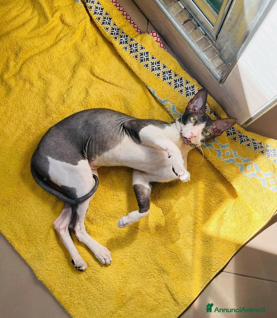 Sphynx gatti in regalo: Regalo gatto Sphynx - Annuncio 2