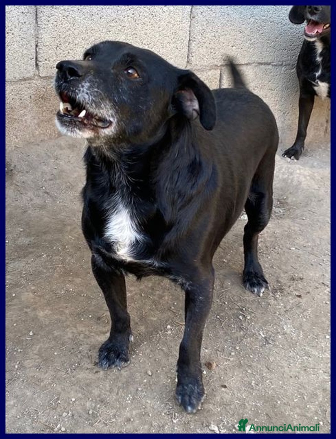 Meticcio cani in regalo: SOUND festoso e buono sui 10kg - Annuncio 5