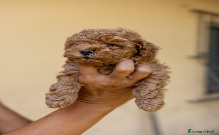 Barboncino Toy cani a Città Metropolitana di Bologna - Annuncio 3