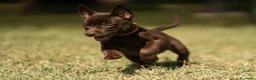 Australian Kelpie cani in vendita: Cuccioli Australian Kelpie  a Provincia di Siena - Annuncio 9