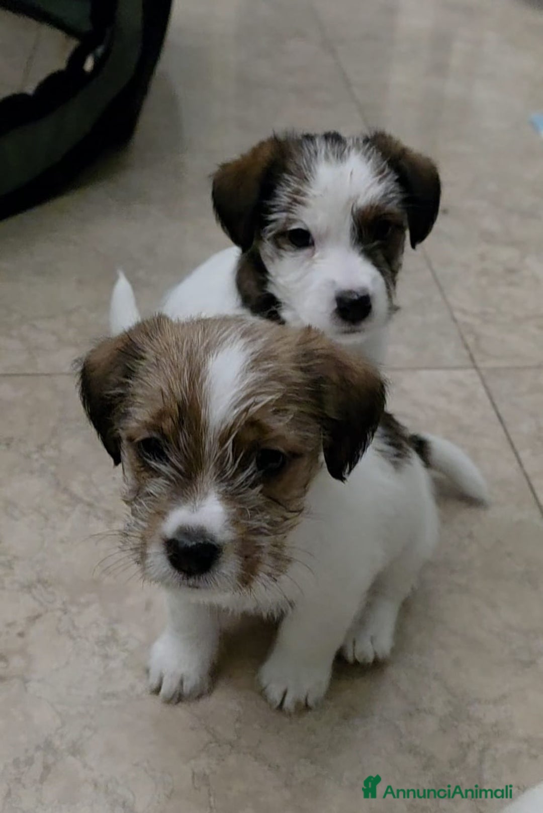 Jack Russell cani in vendita: Cuccioli di Jack Russell Broken e Ruvidi - Annuncio 6