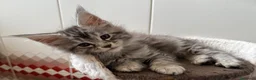 Maine Coon gatti in vendita: Maine coon - Annuncio 1