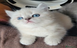 Scottish gatti in vendita: 2 femminucce scottish straight a Provincia di Trieste - Immagine 1