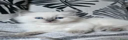 Ragdoll gatti in vendita: Cuccioli ragdoll - Annuncio 4