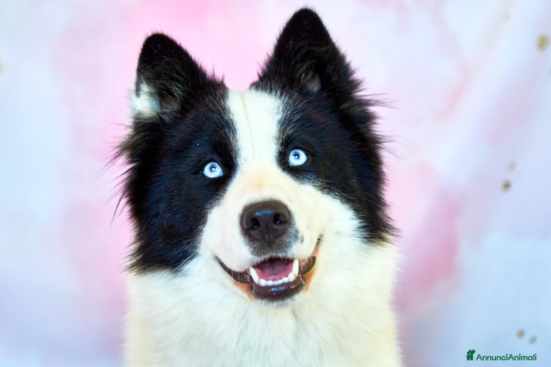 Yakutian Laika cani in vendita: Cuccioli di Yakutian Laika a Città metropolitana di Roma Capitale - Annuncio 1
