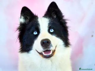 Yakutian Laika cani Cuccioli di Yakutian Laika - Annuncio 5