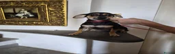 Meticcio cani in regalo: Michele - Annuncio 2