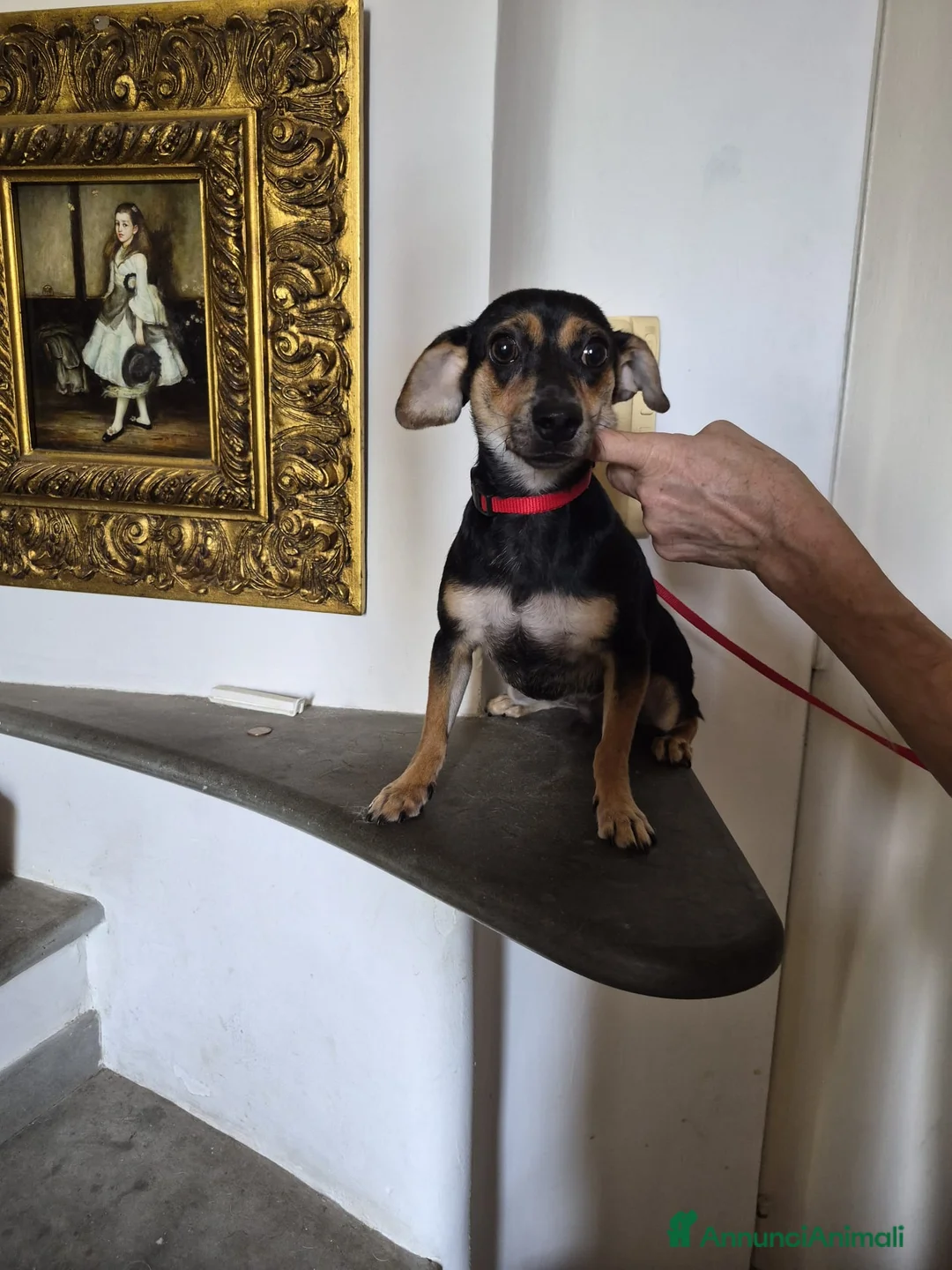Meticcio cani in regalo: Michele - Annuncio 2