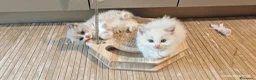 Ragdoll gatti in vendita: Ragdoll cuccioli  a Città Metropolitana di Torino - Annuncio 7