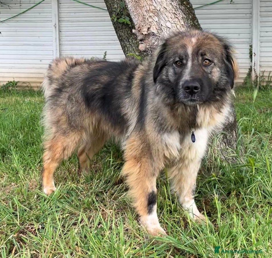 Meticcio cani PRUGNA STUPENDA CAGNOLONA - Annuncio 12