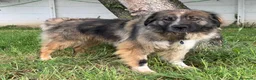 Meticcio cani in regalo: PRUGNA STUPENDA CAGNOLONA - Annuncio 1