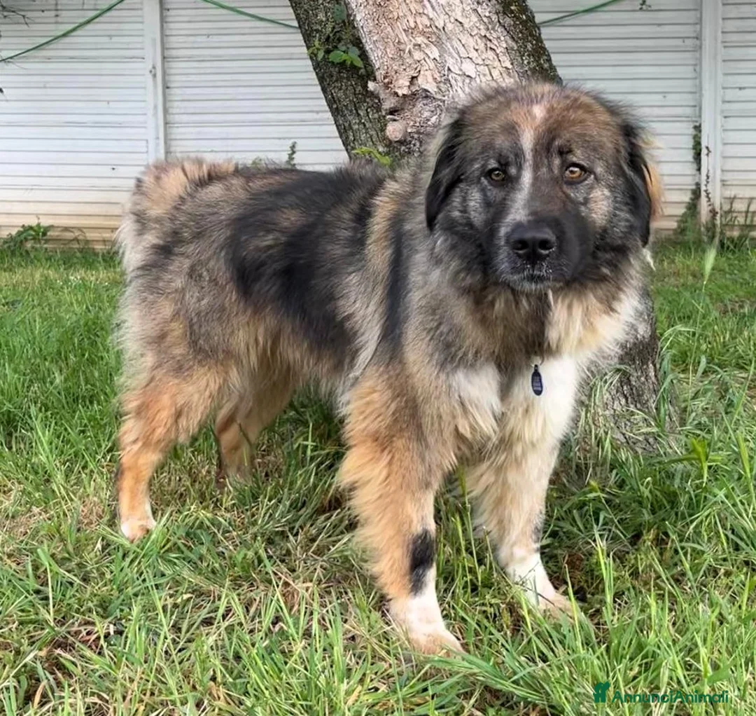 Meticcio cani in regalo: PRUGNA STUPENDA CAGNOLONA - Annuncio 1