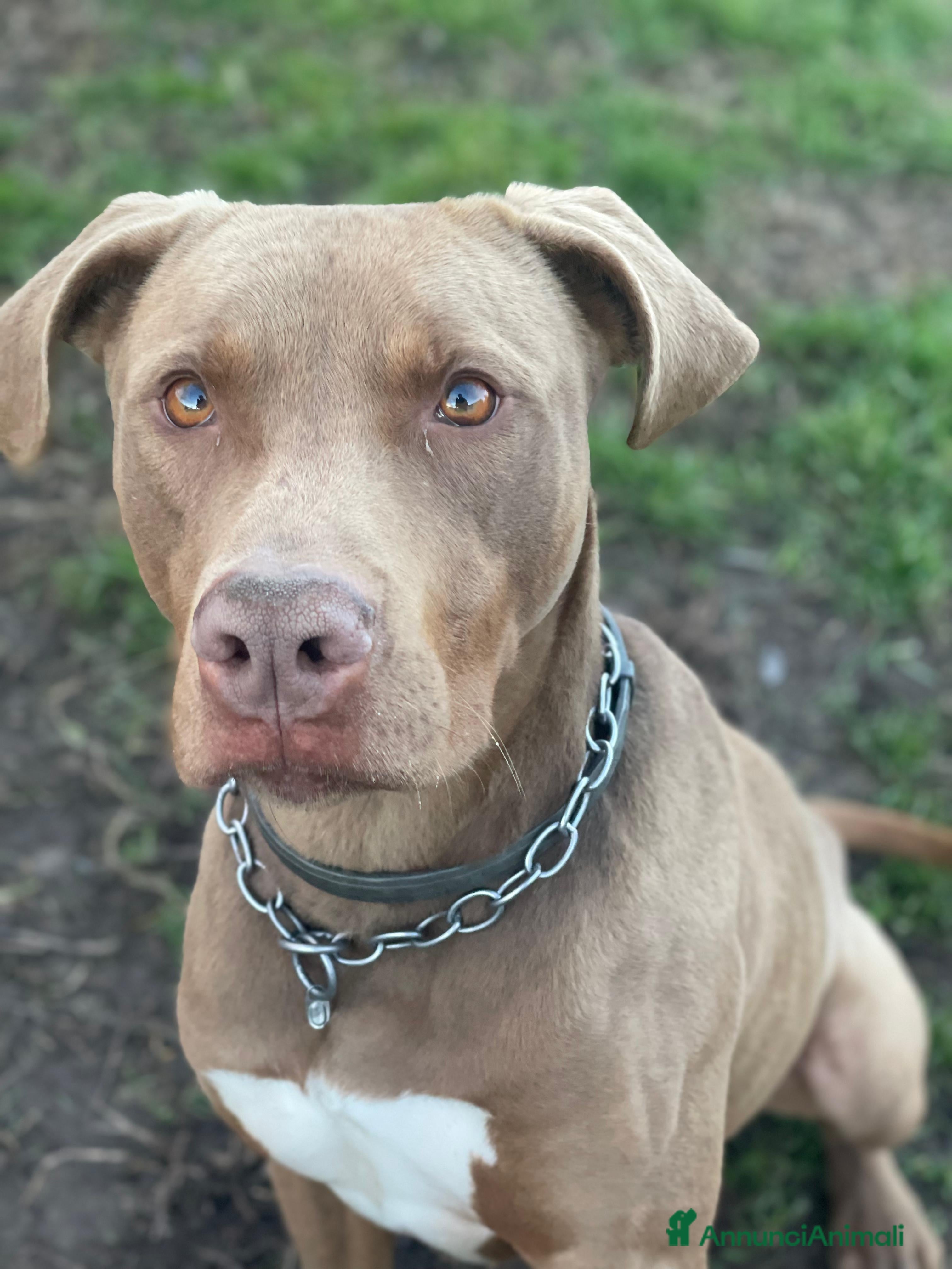 Pitbull cani Splendido pitbull Red Nose - ZORO a Città metropolitana di Milano - Annuncio 14