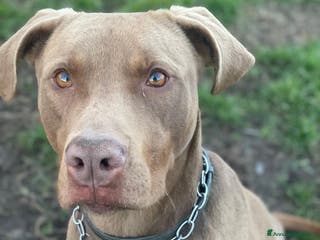 Pitbull cani Splendido pitbull Red Nose - ZORO a Città metropolitana di Milano - Annuncio 1