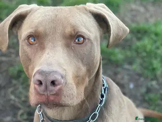 Pitbull cani Splendido pitbull Red Nose - ZORO a Città metropolitana di Milano - Annuncio 7