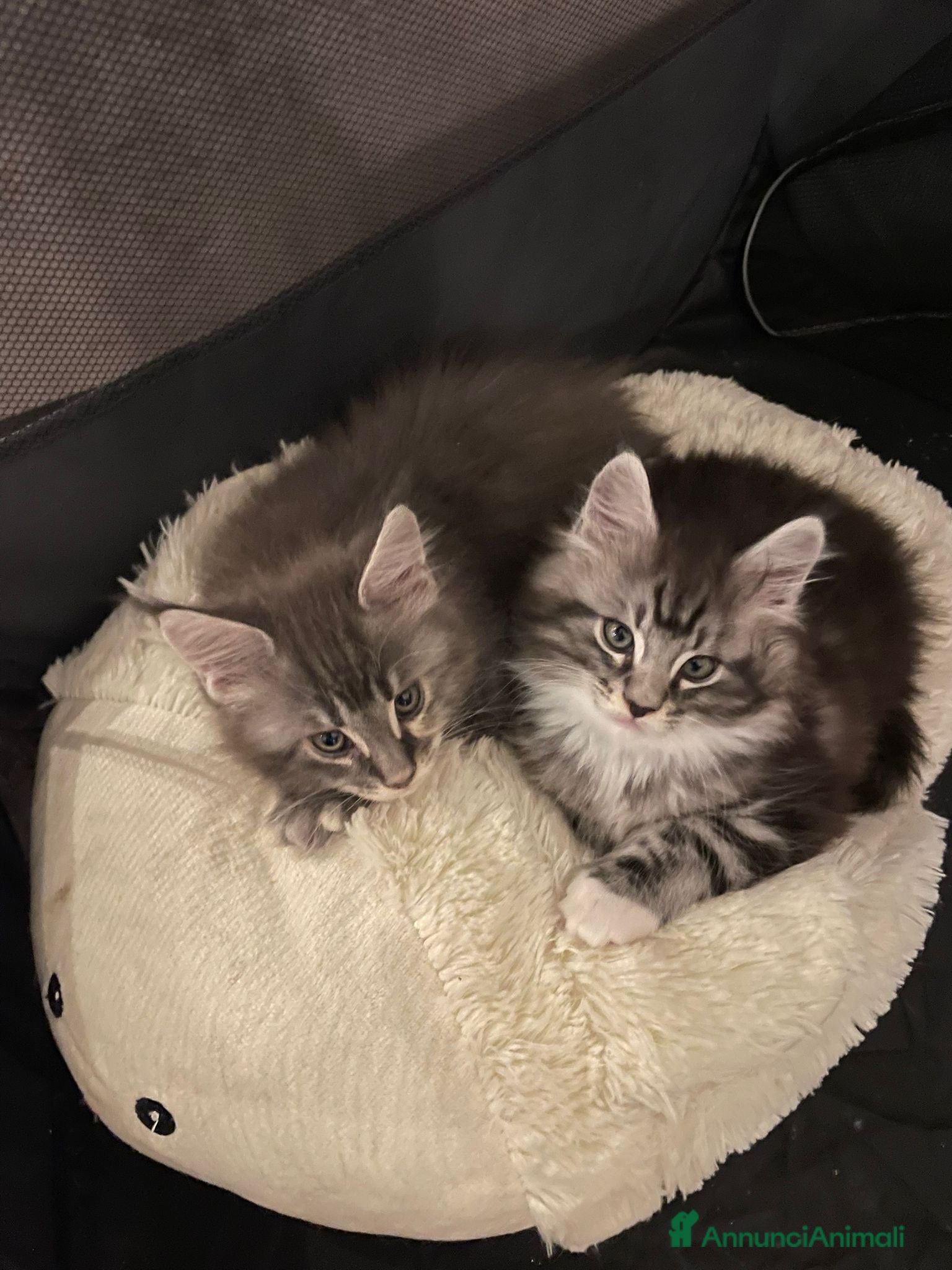 Maine Coon gatti Gattini Maine Coon maschi - Annuncio 1