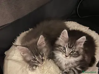 Maine Coon gatti Gattini Maine Coon maschi - Annuncio 1
