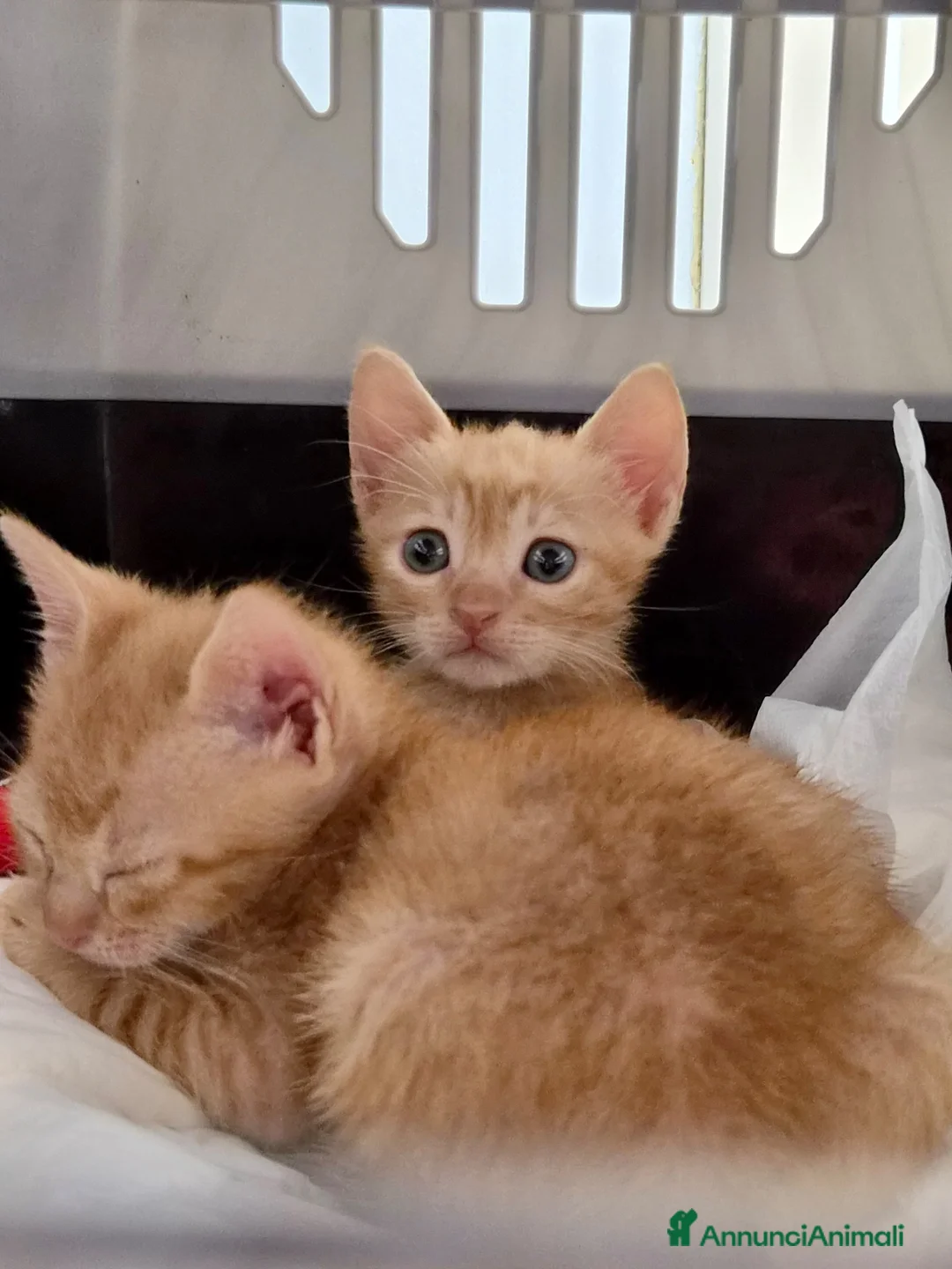 Europeo gatti in regalo: Gattini stupendi a Roma - Annuncio 2