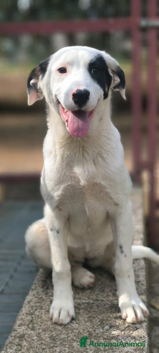 Meticcio cani Lory . - Annuncio 14